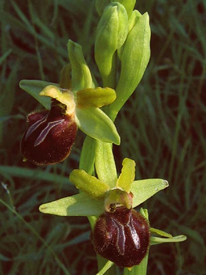 Or. papilionacea, Op. tenthredinifera, Op. sphegodes .......